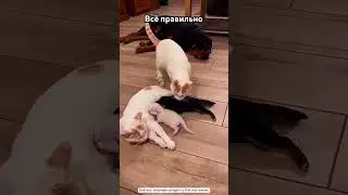 Надо смотреть за щенками #cat #позитив