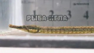 Мужская беременность и рот пипеточкой. Рыба-игла. // Clever Cricket