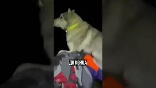 На Камчатке туристам, покорявшим вулкан, пришлось на руках спускать пёселя, который увязался за ними