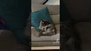 J’aime 👍 bien l’embêter 😂😂🤭