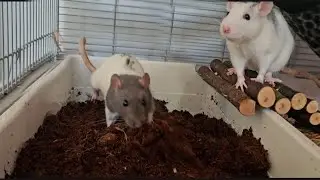 the rats finally have a dig box