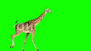 Giraffe Running Green Screen 