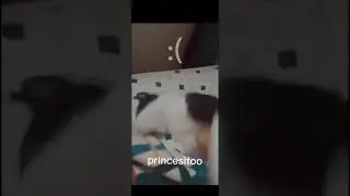 Pricesito cat meme