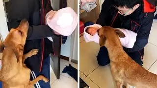 Excited Dog Can't Wait To Meet New Family Member #shorts