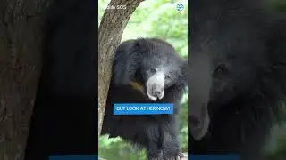 Beautiful Sloth Bear Millie Having Fun!