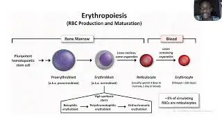 PRODUCTION OF RED BLOOD CELLS ; Stages and sites of red blood production