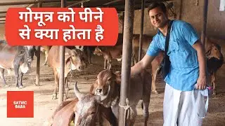 Benefits of Go Ark | गोमूत्र को पीने से क्या होता है ? | Satvic Baba
