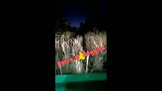 Swamp Buggy - Central Florida, by the light of the moon.