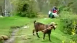 BOB ET ED GOAT HELP