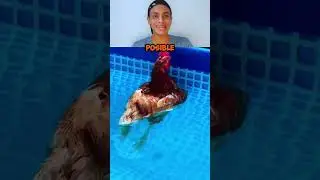 Las gallinas nadan mejor que los patos...