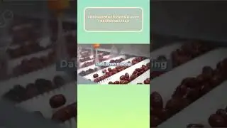 Date Cleaning And Drying Production Line Palm Date Processing Equipment Market