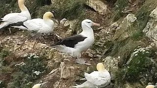 Black browed Albatross, Bempton Cliffs, 30/06/2021