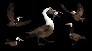 Brown Pelican Bird - Flying and Walking - Loops and Transitions