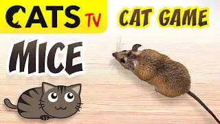 CATS TV 📺 Real crazy mice for cats 🐭😻 3D Sound 🔊 [4K 60fps]