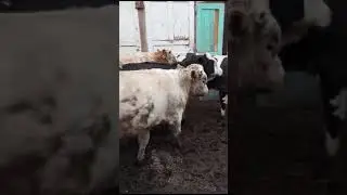 бычки симменталы