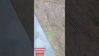 kucing lucu bertengkar lucu