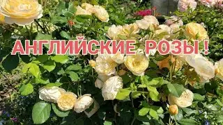 10 ноября 2023 г.