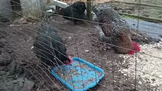 Весна не за горами
