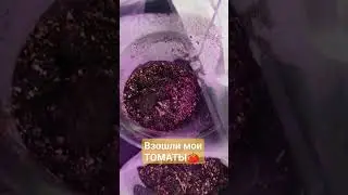 Рассада 2024