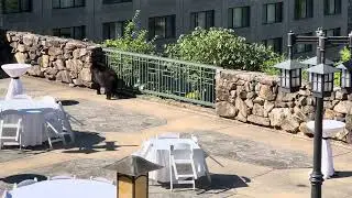 Omni Grove Park Inn Asheville Nc Bear Sunset Terrace