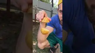 Проверка картофеля на качество