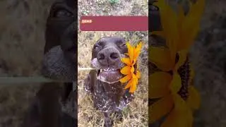Мотивация на каждый день. Диана Фалби  