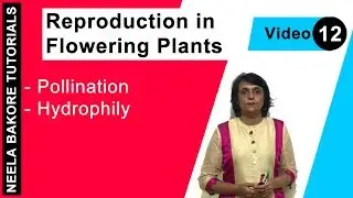Reproduction in Flowering Plants | NEET | Pollination - Hydrophily | Neela Bakore Tutorials