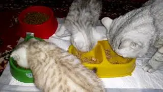 Котята и Кошки кушают. Жеш .Фаня.