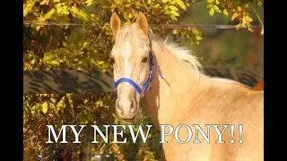 MY NEW PONY!! | Kaleo van Orchid’s