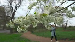 White Cherry Blossoms - Central Park - New York City  @Sony  #4khdr