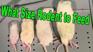 What size Rodents to feed your Ball Python & Feeding