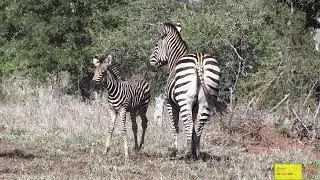 Shame - Baby Zebra With Broken Leg Looking For Its Mom