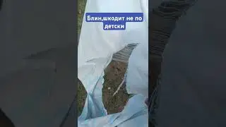 #тимасветлогорских