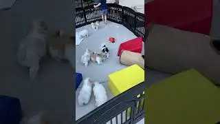 First Time in the Outdoor Pen