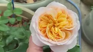 Про розы, про типы восприятия людей и мои руки в кадре, тискающие розы!