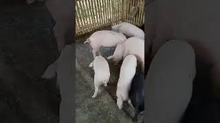 #pigfarmvideo#piglets#pigvideo#shortvideo#shorts