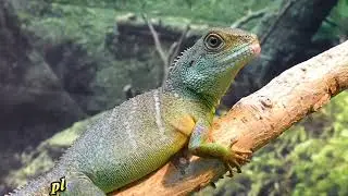 caught on camera | girgat Ka rang  |animals eyes like camera