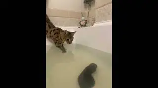 хищник!
