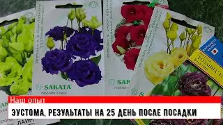 Эустома результаты на 25 день после посадки