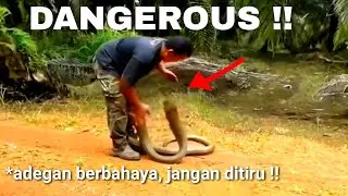 Dramatic video, desperate man catches king cobra !!