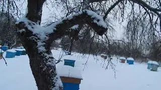 Зимовка пчел на трёх рамках.