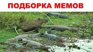 ПОДБОРКА МЕМОВ №3. Мемы & Приколы.