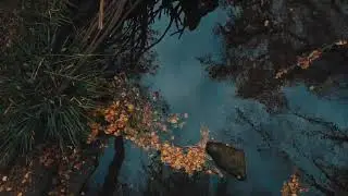 River nature/Nature forest/WhatsApp status/calm music