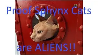 Proof Sphynx Cats are Aliens! - Steampunk Cat rocket