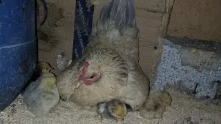 Карликовые куры это очень семейная птица!