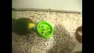 Попугай веселится, и получает от кота!