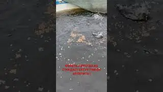 Форель радужная!