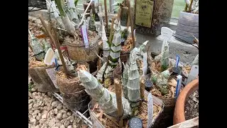 Catasetums- Spring Tips and Tricks