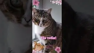 СМЕШНЫЕ КОШКИ / ПРИКОЛЫ С КОШКАМИ