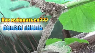 БЕЛАЯ ГНИЛЬ на ОГУРЦАХ!!! Подгнивают огуречные плети!!! ЧТО ДЕЛАТЬ???